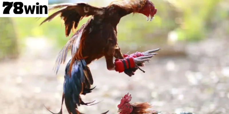 การเลือกไก่ที่เหมาะสมเป็นส่วนสำคัญของเกม