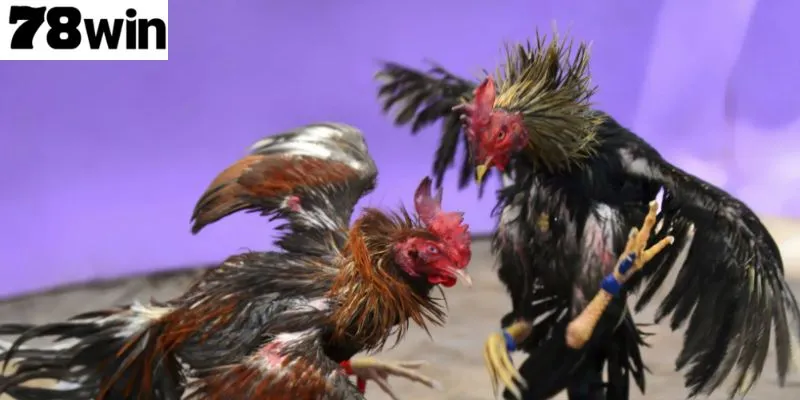 สังเวียนชนไก่สุดระทึกที่ 78Win